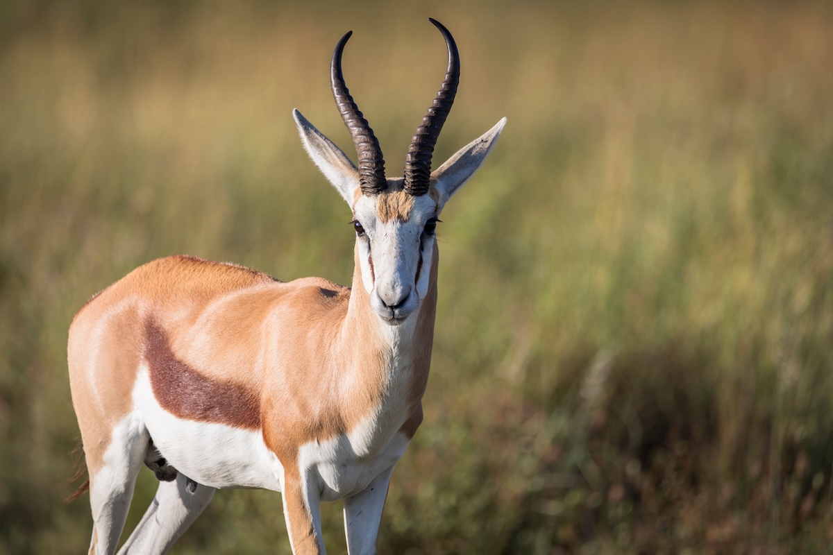 beautiful shot of springbok at pilansberg nature reserve